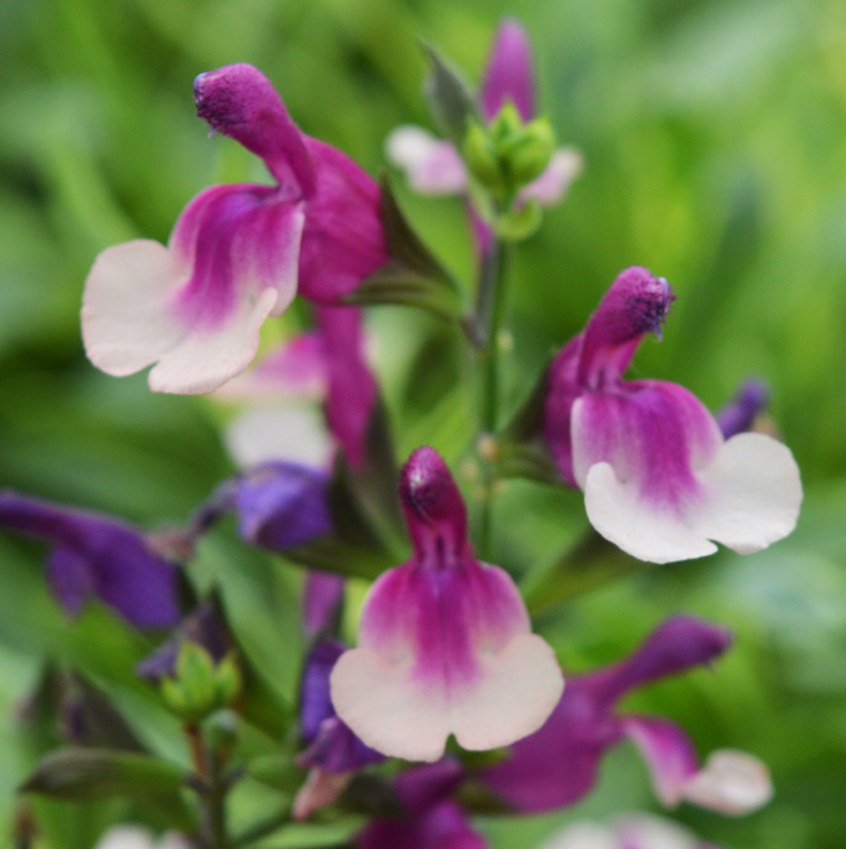 Salvia Melba Magic 'Cherry Melba'